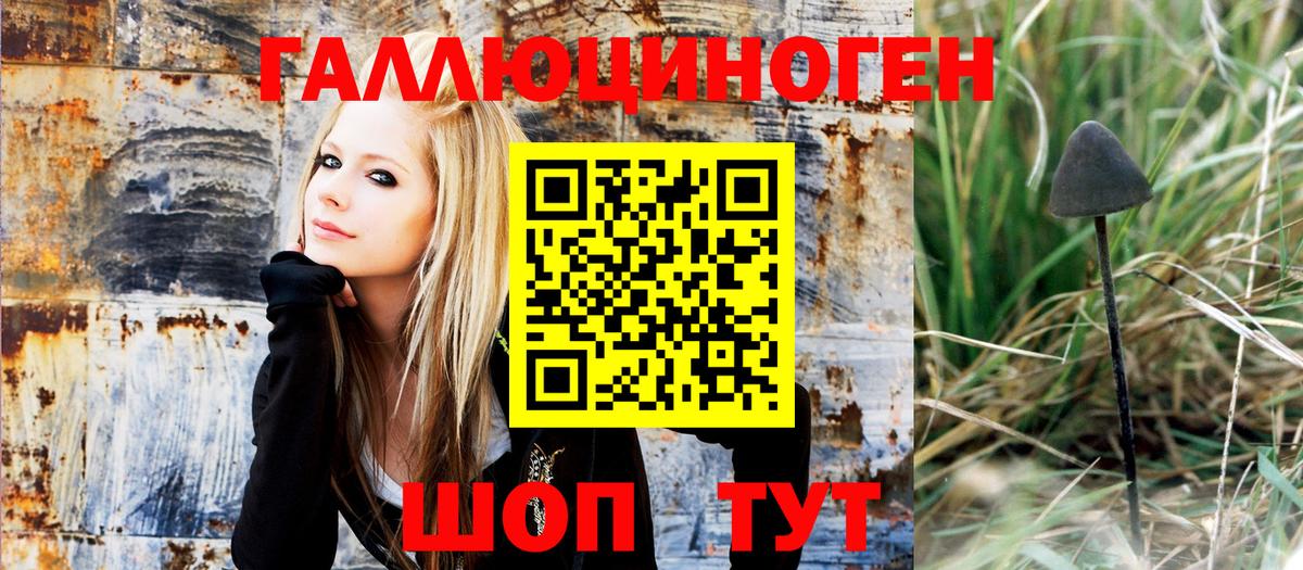 Псилоцибиновые грибы прущие грибы  Верхняя Салда  Галлюциногенные грибы Psilocybe 